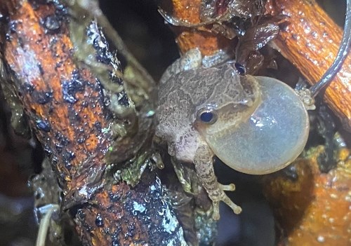 Spring Peeper sitting on a wet branch