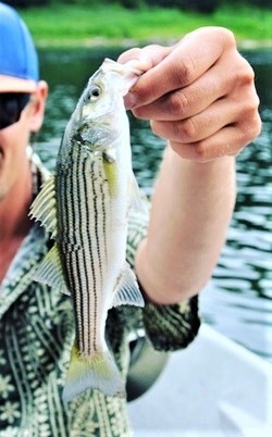 Striped Bass in hand