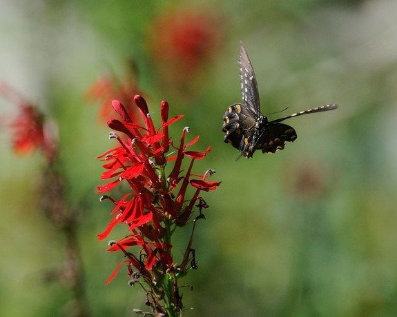 Swallowtail near Cardinal Flower