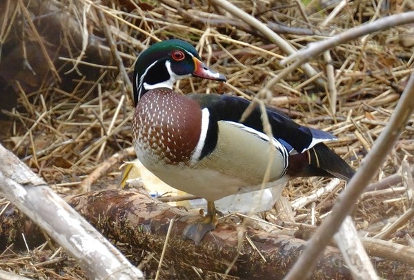 Wood duck standing on a log.