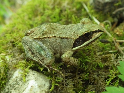 Wood Frog sitting on green moss.