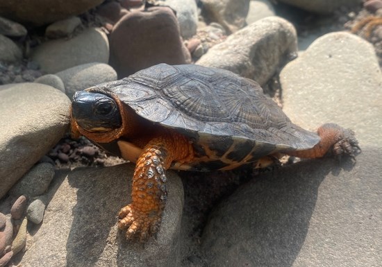 Wood Turtle on grey rocks.