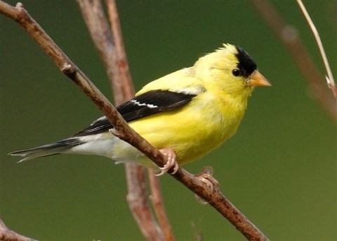 Male American Goldfinch sitting on a branch.
