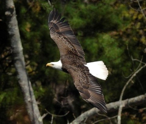 Mature Bald Eagle Flying