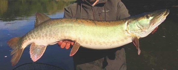 Muskellunge in hands