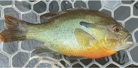 Redbreast Sunfish in net.