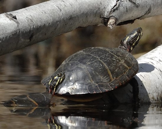 Painted Turtle