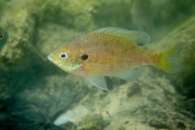 tan-yellow fish with semi-translucent white-yellow dorsal fin, two fins on its underside, and tail. Eye is white with black pupil.