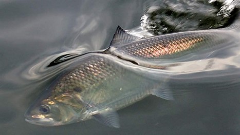 Silver colored shad swimming in water. Silver colored shad swimming in water.