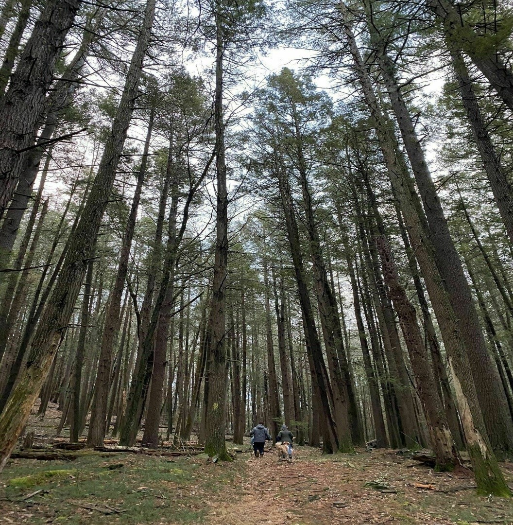 View of tall trees from the Damascus Forest Trail