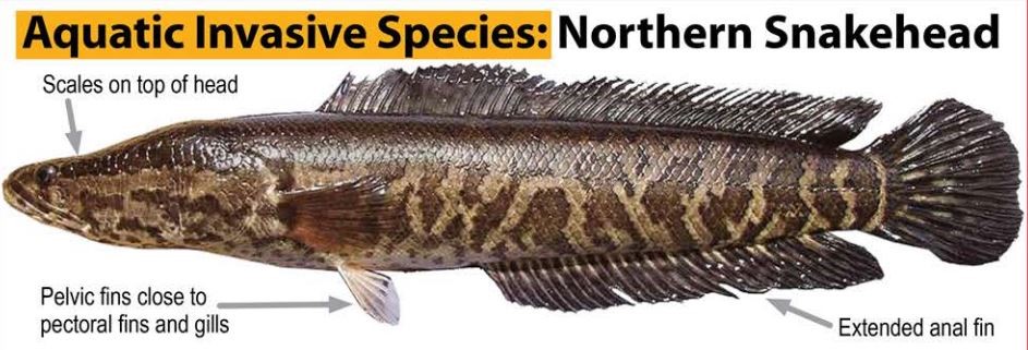 National Park Service notifies public of northern snakehead (invasive fish)  caught in Upper Delaware River - Upper Delaware Scenic & Recreational River  (U.S. National Park Service)