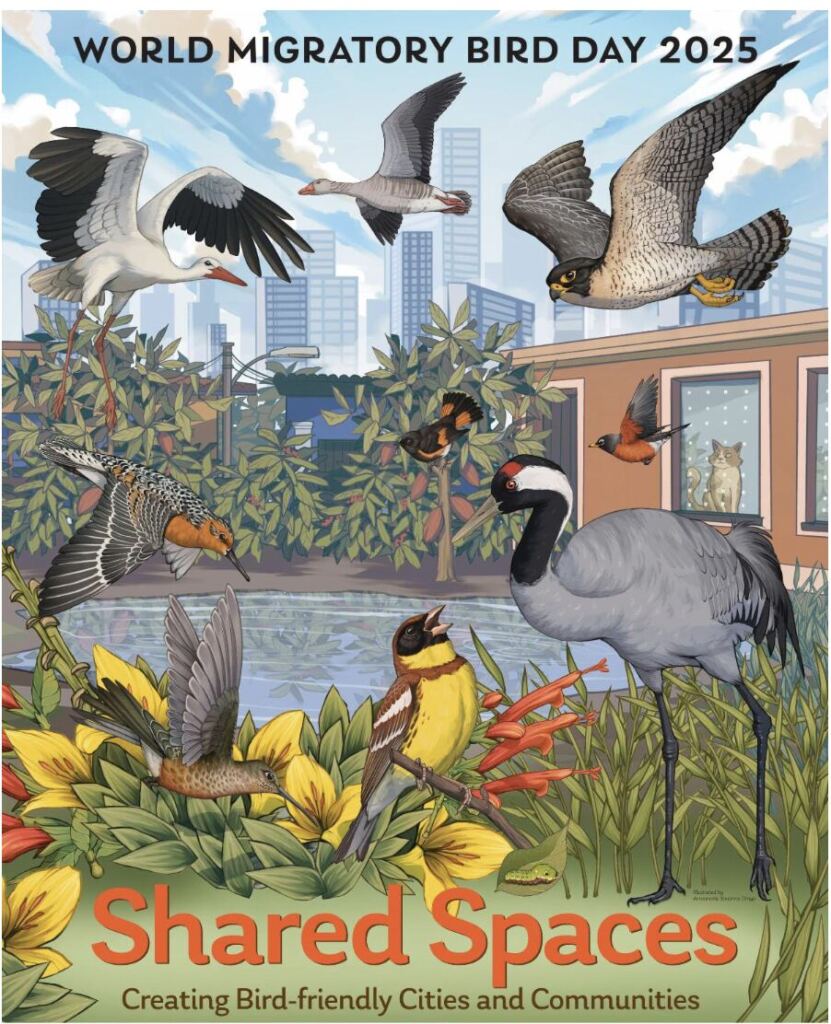 Illustrated poster of different birds flying around a backyard with a city in the background