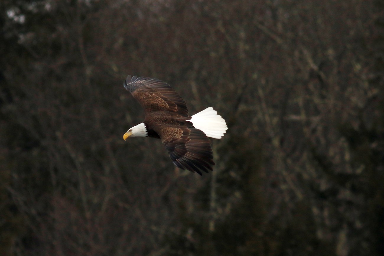 mature bald eagle in flight against bare trees. Eagle has dark brown wings and body with some lighter brown, and its head and tail features are pure white. Beak is yellow.
