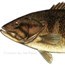 Small Mouth Bass