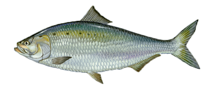 American Shad