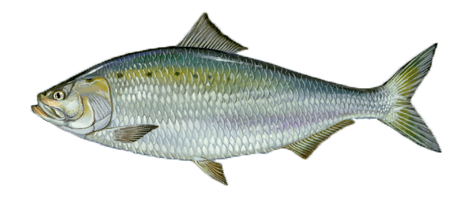 American Shad