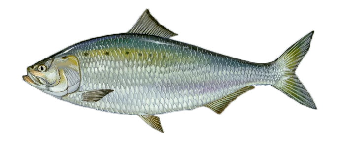 American Shad