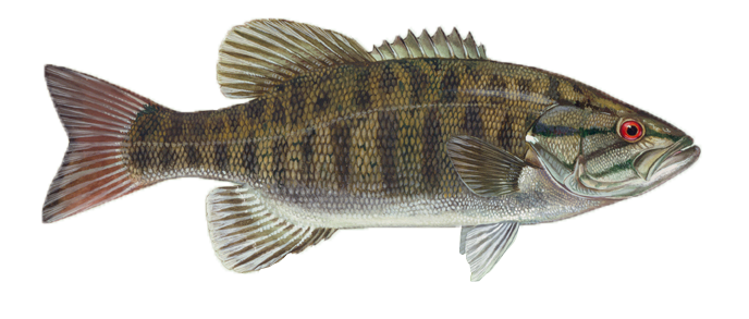 Smallmouth Bass