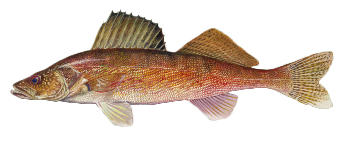 Walleye