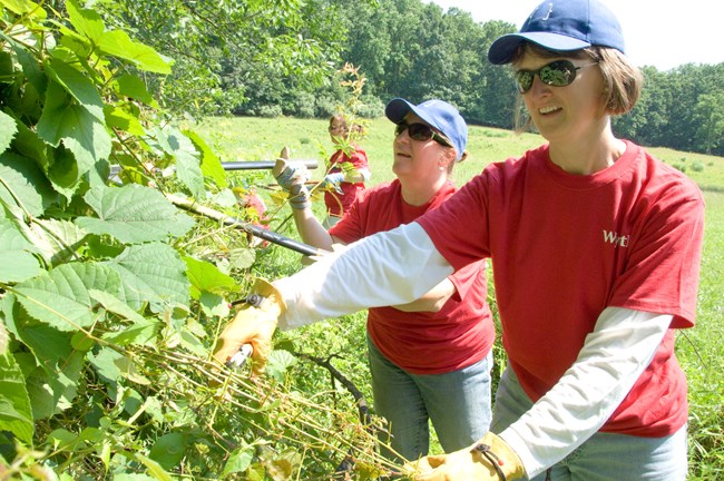 Two women in matching company t-shirts cut back weeds.