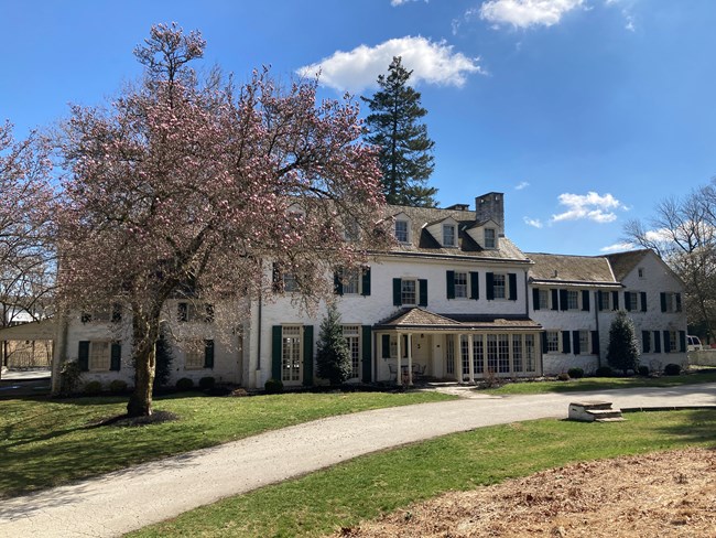 a large white house with a flowering tree in front