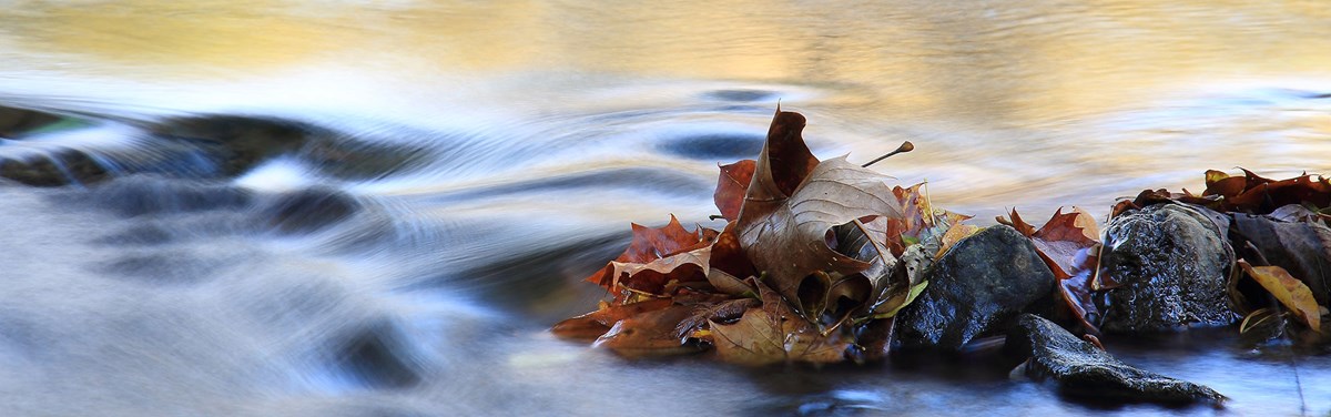 A river with wispy current flows around leaves caught on some river rocks. A river with wispy current flows around leaves caught on some river rocks.