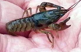 The invasive rusty crayfish with rust colored spots on its side and black bands on its claws.