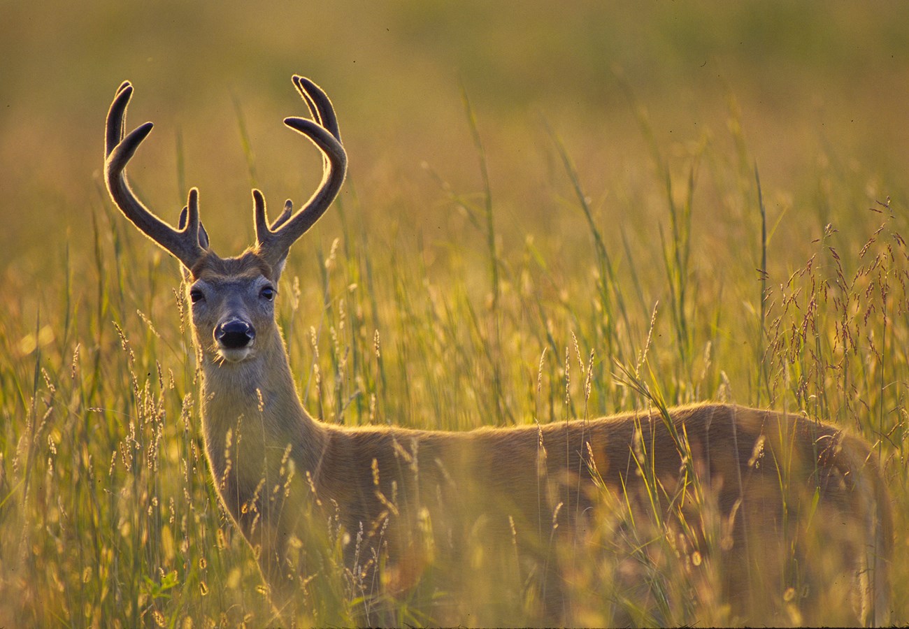 A white-tail deer buck stands in tall flowing grass looking at the camera.