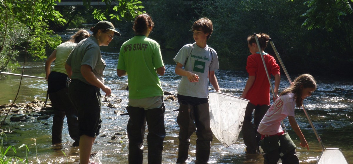 Volunteers in a creek on a sunny day hunt for crayfish using nets. Volunteers in a creek on a sunny day hunt for crayfish using nets.