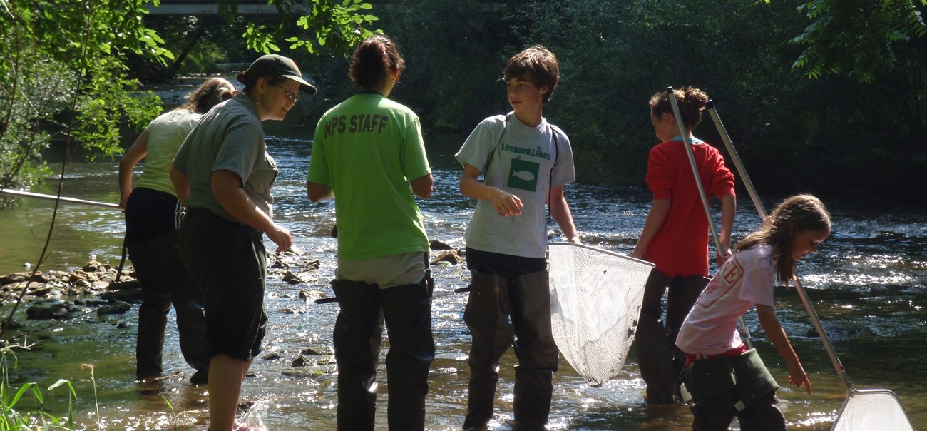 Volunteers in a creek on a sunny day hunt for crayfish using nets.
