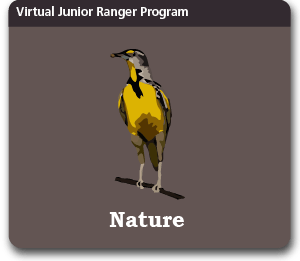 graphic, illustration, virtual junior ranger program, nature, yellow bird in a square with rounded corners, nature