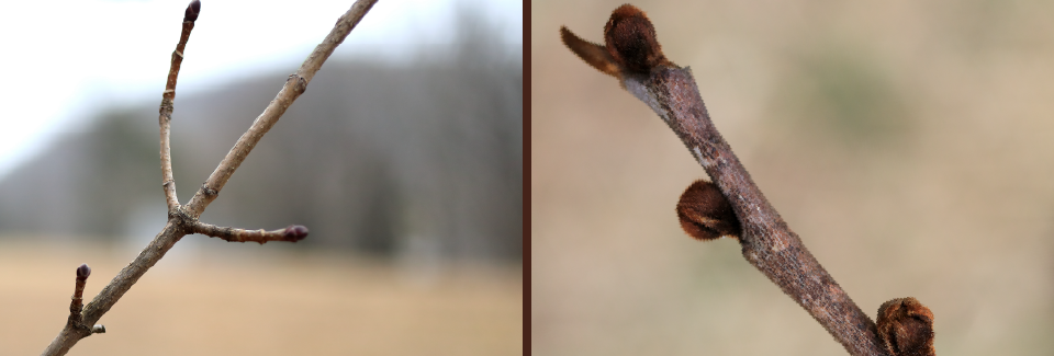 two photographs, left photo shows tree branch with two buds - one on each side of the branch, right photo shows branch with single buds.