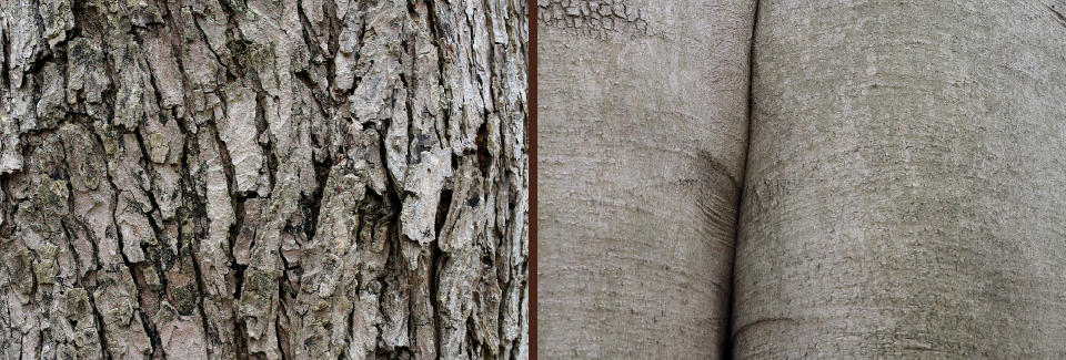 two photographs, left photo - bumpy bark, right photo - smooth bark