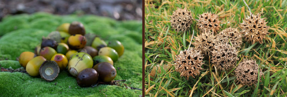 two photographs, left photo - pile of multicolored oblong seeds, right photo - pile of spiky brown seeds