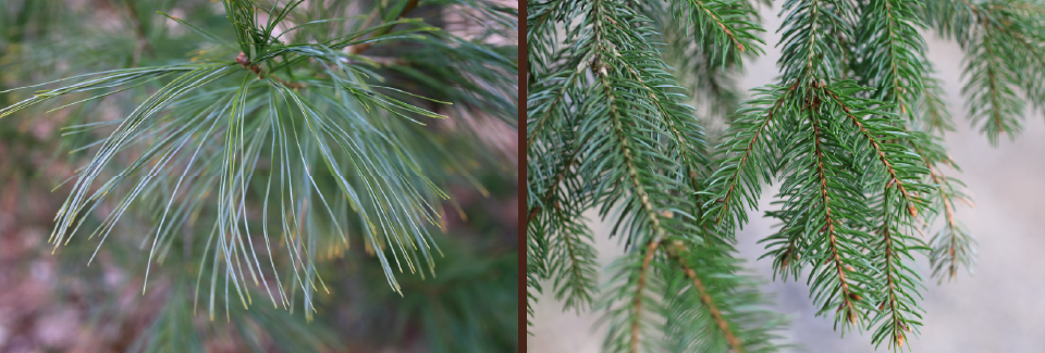 two photographs, left photo - long needles, right photo - short needles