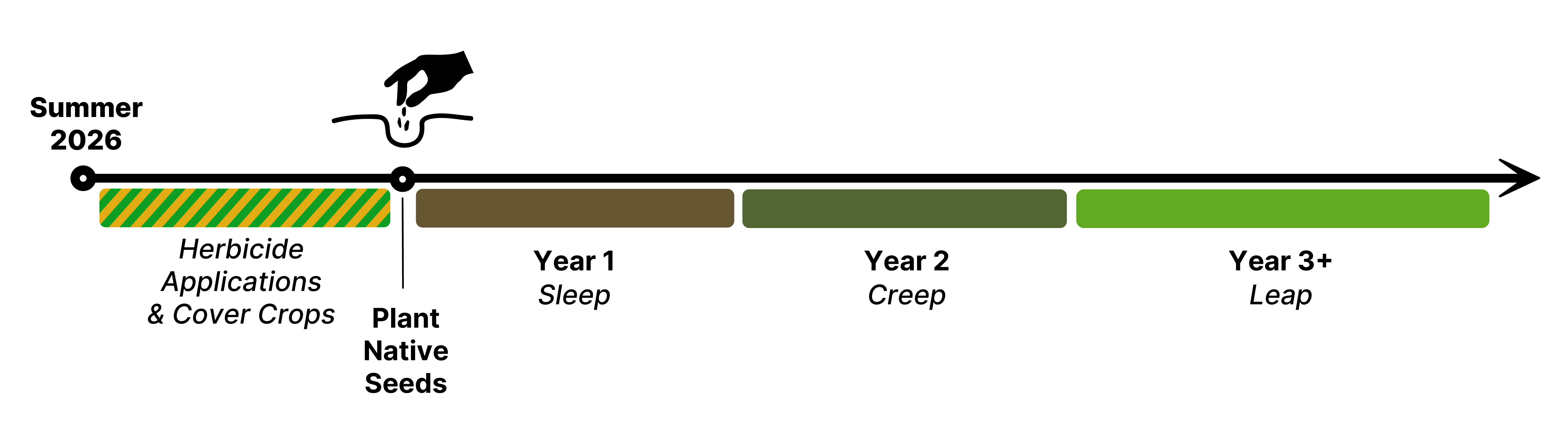 timeline graphic, summer 2026 herbicide applications and cover crops, then plant native seeds, then year 1 sleep, year 2 creep, year 3 and beyond leap