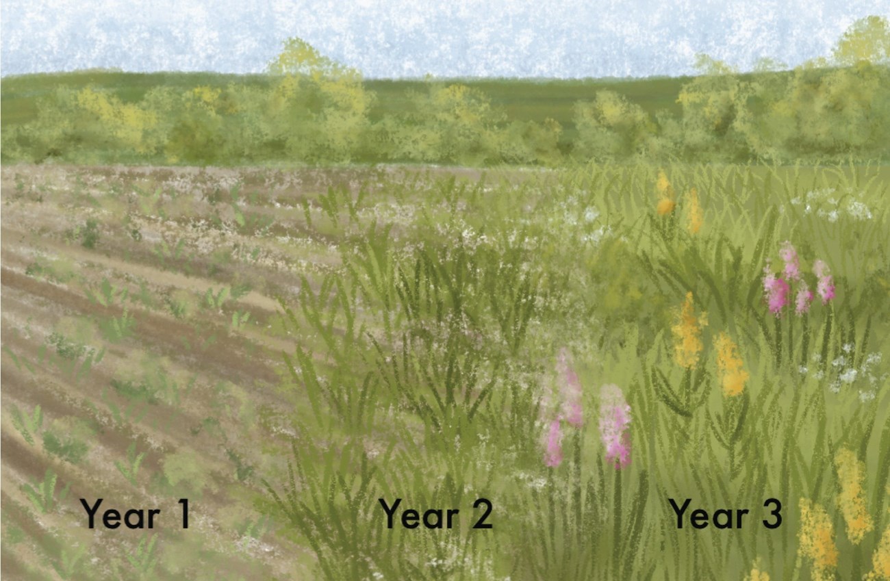 I illustration of a meadow first with dirt, then short grasses and then tall grasses with flowers with flowers and bugs.