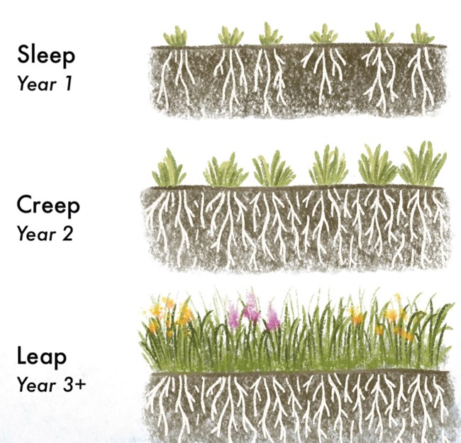 Illustration showing dormant seeds, then deep roots, then deep roots and a lot of above ground grassland.