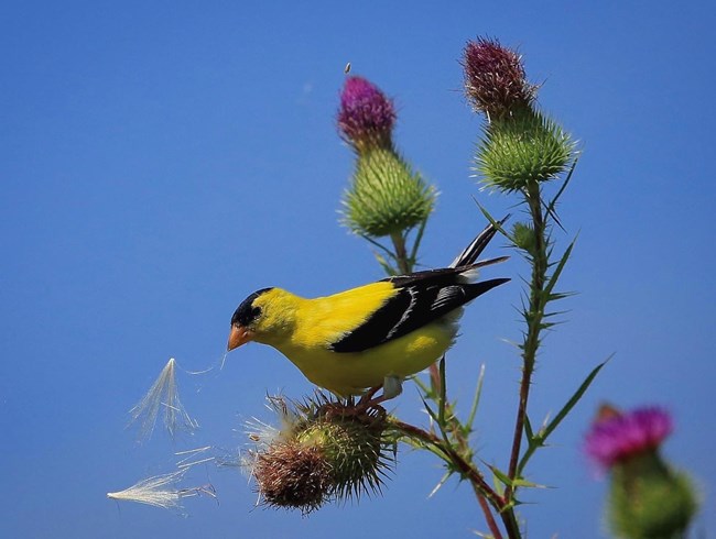 a small yellow and black bird sits on a thorny plant with purple blossoms with a seed in its beak