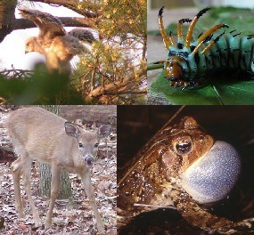 Red-Tailed Hawk fledgeling, Hickory Horned Devil, American Toad, White-Tailed Deer Red-Tailed Hawk fledgeling, Hickory Horned Devil, American Toad, White-Tailed Deer
