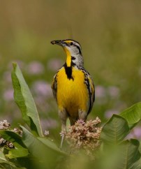 outdoors, bird with seed in beak, yellow, black, grey