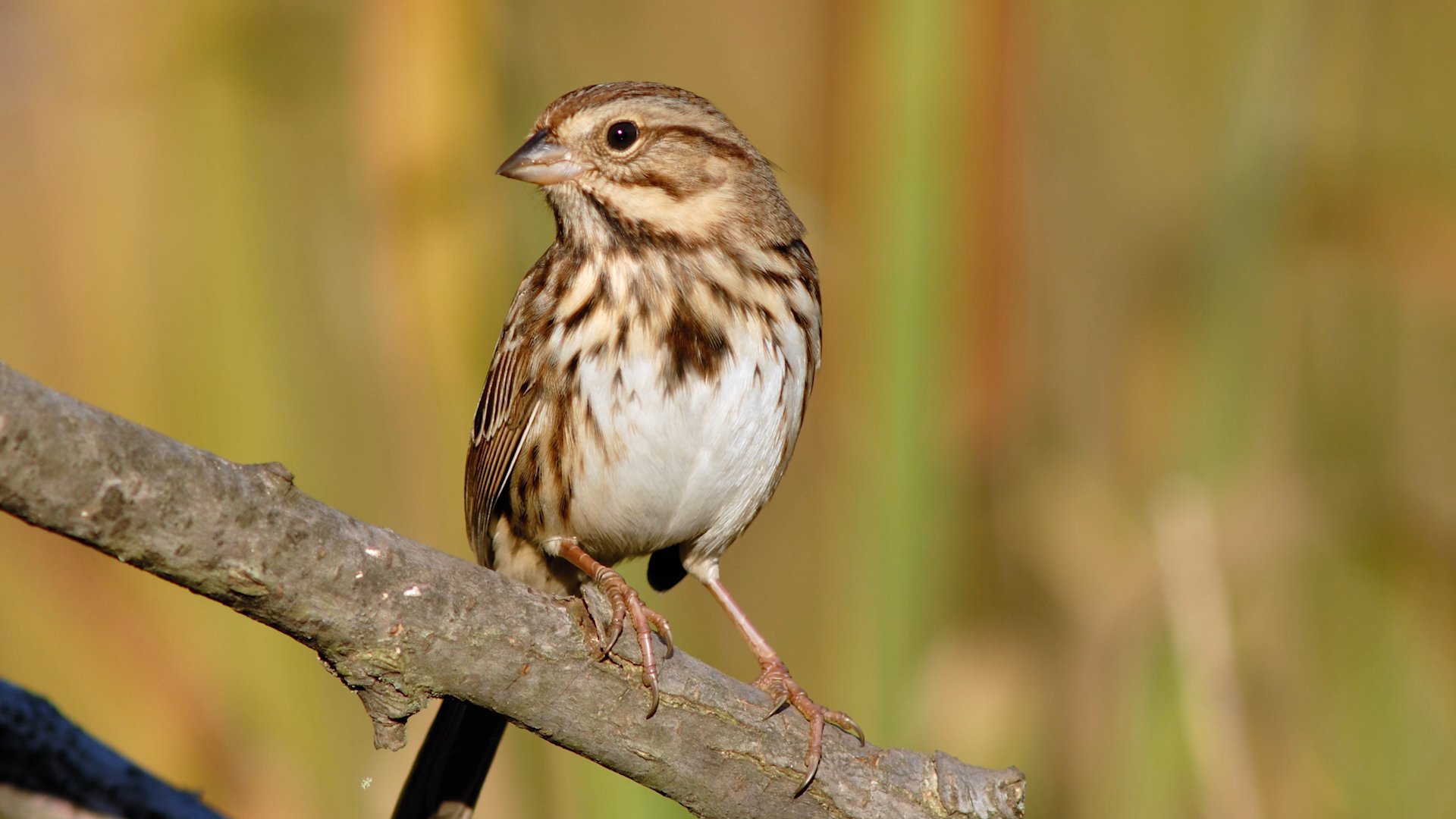SOUTHERN SWAMP SPARROW reproduction and development