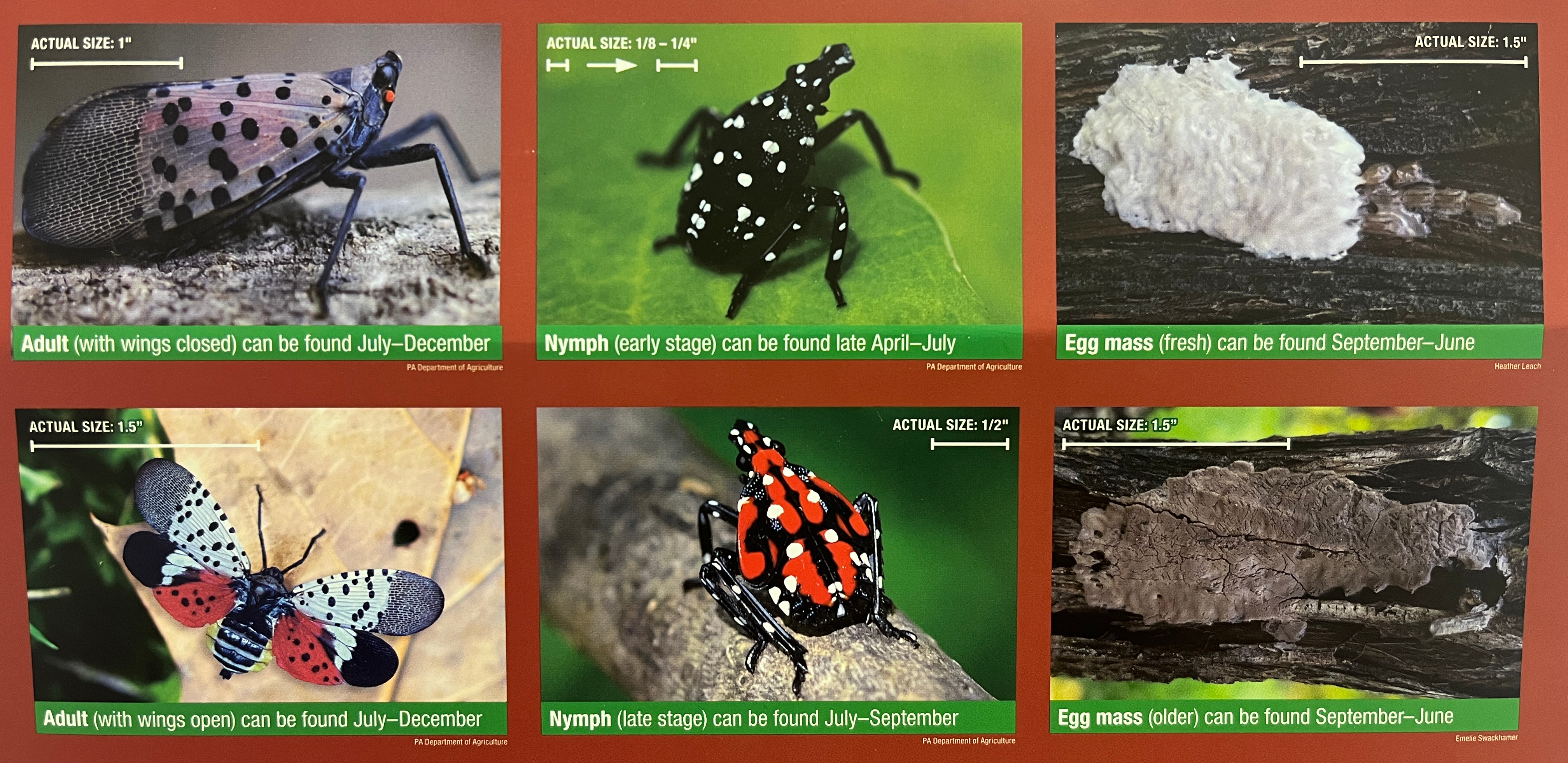 Six images show closeups of a bug in various life stages, one black with white spots, one black and red with white spots, one with wings, and closeups of egg sacs