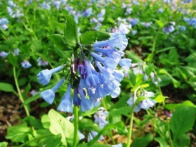 A patch of bluebells on the forest floor.