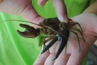 Invasive Rusty Crayfish