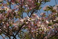 Pink Dogwood in bloom