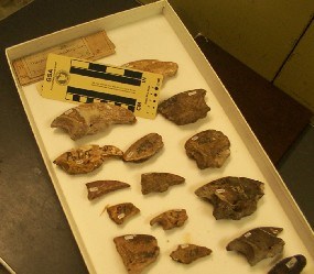 Fossils from Giant Sloths found at Port Kennedy in Valley Forge NHP