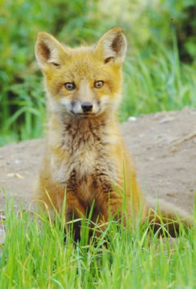 A red fox pup sitting alertly on a hill. A red fox pup sitting alertly on a hill.
