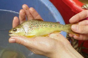 Brown Trout from Valley Creek Brown Trout from Valley Creek