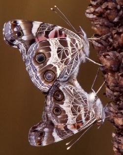 American Painted Lady Butterflies American Painted Lady Butterflies